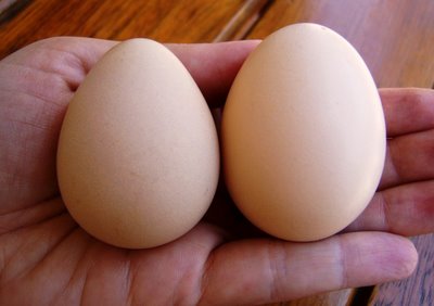 dois ovos