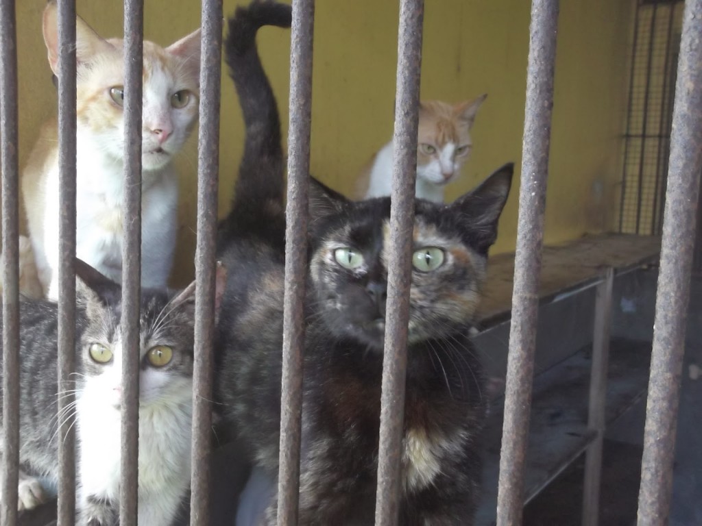 Site afirma que animais estão sofrendo maus tratos no CCZ de Ilhéus. Foto: Coutinho Neto.