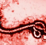 ebola