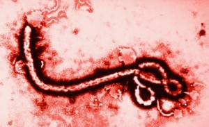 ebola