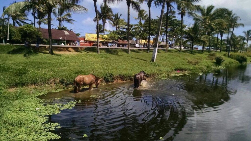    E mais uma vez, cavalos foram flagrados pastando soltos nas margens da rodovia Ilhéus-Olivença. Dessa vez, nas proximidades da cabana Narigas, em frente ao hotel Aldeia da Praia. Uma coisa é certa, ou as autoridades competentes começam a agir, ou o risco de acidentes seguirá, colocando a vida de condutores de veículos, e passageiros de ônibus em grande risco. A foto foi enviada por um leitor.