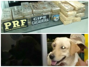 A cadela Vênus da CAERC identificou duas malas contendo maconha.