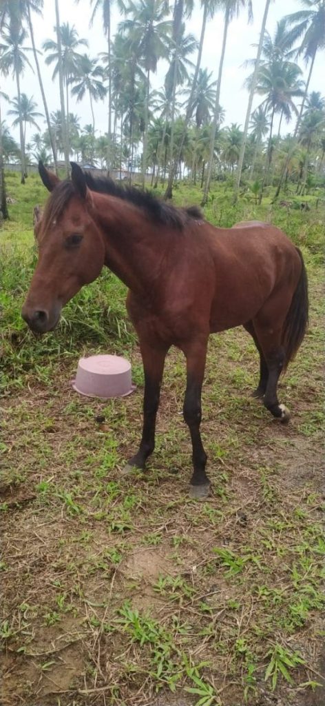 Cavalo com patas quebradas e marcas de maus-tratos é resgatado no norte da  Bahia: 'Sede de viver gigante', diz veterinária, Bahia