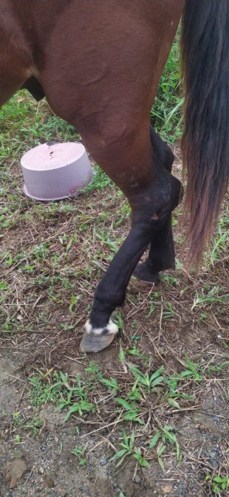 Cavalo com patas quebradas e marcas de maus-tratos é resgatado no norte da  Bahia: 'Sede de viver gigante', diz veterinária, Bahia